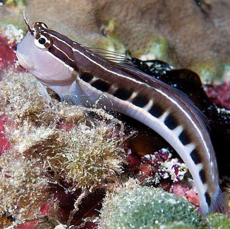 Ecsenius lineatus Ecsenius lineatus