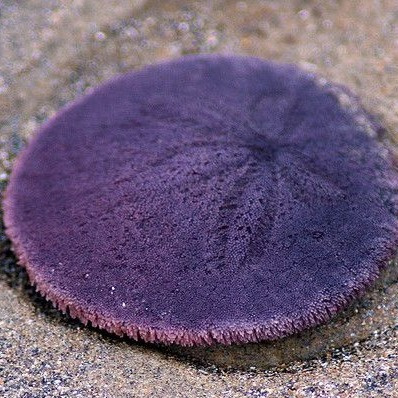 Leodia sexiesperforata (sand dollar) Leodia sexiesperforata (sand dollar)