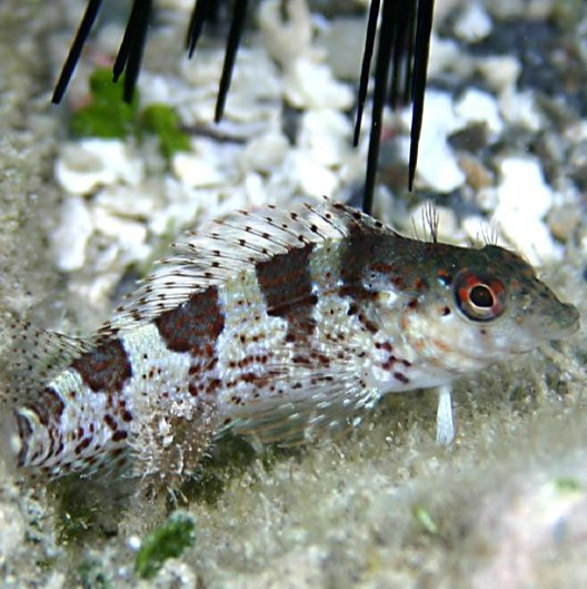 Malacoctenus triangulatus Malacoctenus triangulatus