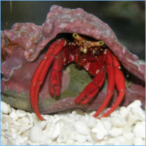 Paguristes sp. Paguristes sp.