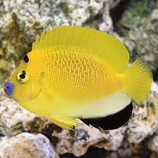 Apolemichthys trimaculatus S