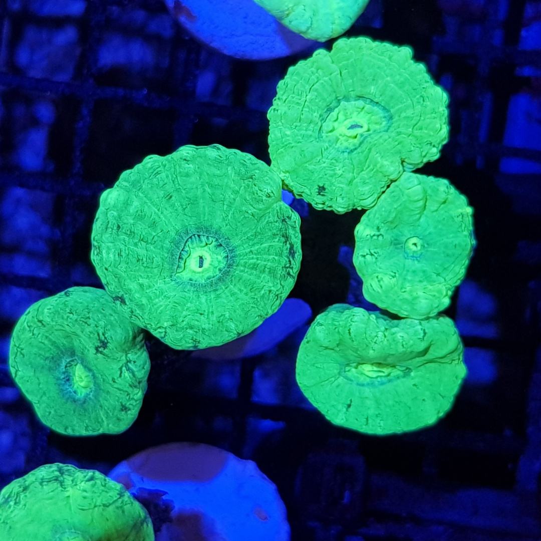 Caulatrea fluo (cena za głowę) Caulatrea fluo (cena za głowę)