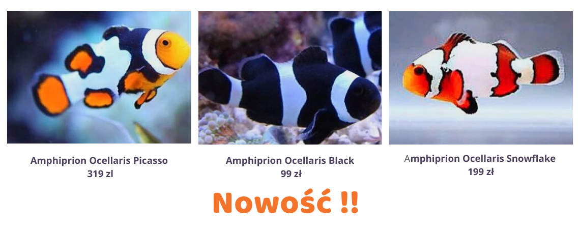 Nowosc-(1)